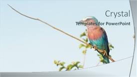  Presentation with branch - PPT theme featuring lilac-breasted-roller-coracias-caudatus background and a sky blue colored foreground
