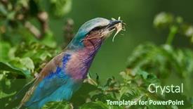  Presentation with green color maths - Audience pleasing PPT theme consisting of lilac-breasted-roller-coracias-caudatus backdrop and a tawny brown colored foreground