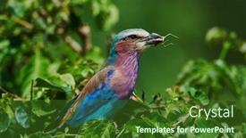  Presentation with branch - Beautiful PPT theme featuring lilac-breasted-roller-coracias-caudatus backdrop and a tawny brown colored foreground