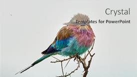  Presentation with green color maths - Slides with lilac-breasted-roller-coracias-caudatus background and a light gray colored foreground