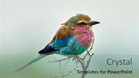  Presentation with bird - Cool new presentation design with lilac-breasted-roller-coracias-caudatus backdrop and a mint green colored foreground