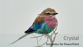  Presentation with branch - Beautiful slides featuring lilac-breasted-roller-coracias-caudatus backdrop and a light gray colored foreground
