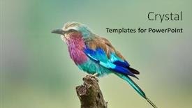  Presentation with bird - Theme with lilac-breasted-roller-coracias-caudatus background and a mint green colored foreground