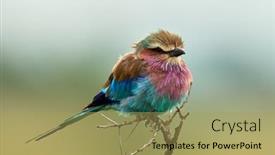  Presentation with bird - PPT layouts featuring lilac-breasted-roller-coracias-caudatus background and a yellow colored foreground
