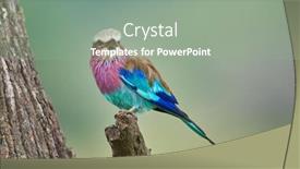  Presentation with branch - Slide set consisting of lilac-breasted-roller-coracias-caudatus background and a gray colored foreground