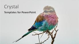  Presentation with bird - Presentation enhanced with lilac-breasted-roller-coracias-caudatus background and a light gray colored foreground
