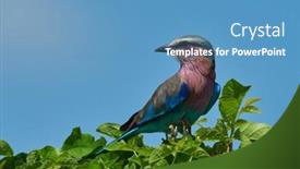  Presentation with branch - Cool new PPT theme with lilac-breasted-roller-coracias-caudatus backdrop and a teal colored foreground