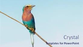  Presentation with endangered snow leopard resting - PPT theme having lilac-breasted-roller-coracias-caudatus background and a sky blue colored foreground