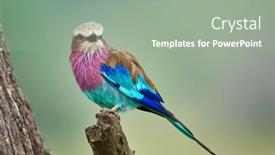  Presentation with branch - Audience pleasing slides consisting of lilac-breasted-roller-coracias-caudatus backdrop and a gray colored foreground