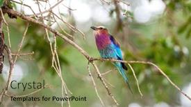  Presentation with green foliage - Slide deck with lilac-breasted-roller-coracias-caudatus background and a seafoam green colored foreground