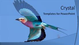  Presentation with taking flight - PPT layouts consisting of lilac-breasted roller coracias caudatus background and a light blue colored foreground