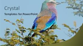  Presentation with kruger - Audience pleasing PPT theme consisting of lilac-breasted-roller-coratias-caudata backdrop and a light blue colored foreground