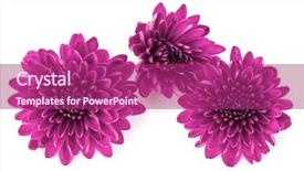  Presentation with lilac flower - Presentation theme consisting of lilac chrysanthemum flower isolated background and a violet colored foreground