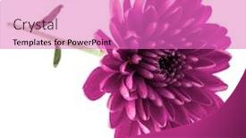  Presentation with chrysanthemum - Beautiful slide set featuring lilac-chrysanthemum-flower-isolated backdrop and a coral colored foreground