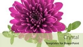  Presentation with lilac flower - Theme having lilac-chrysanthemum-flower-isolated background and a mint green colored foreground