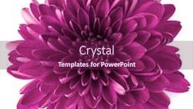  Presentation with lilac flower - Beautiful slide deck featuring lilac chrysanthemum flower isolated on white background backdrop and a violet colored foreground