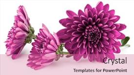  Presentation with lilac flower - PPT layouts featuring lilac chrysanthemum flower isolated background and a coral colored foreground