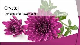  Presentation with chrysanthemum - Audience pleasing slide set consisting of lilac chrysanthemum flower isolated backdrop and a white colored foreground
