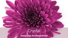  Presentation with lilac flower - Presentation theme consisting of lilac chrysanthemum flower isolated on white background background and a violet colored foreground