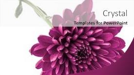  Presentation with lilac flower - Slide set consisting of lilac chrysanthemum flower isolated background and a white colored foreground