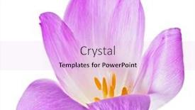  Presentation with lilac flower - PPT theme enhanced with lilac-crocus-flower-isolated background and a lavender colored foreground