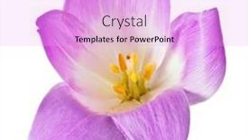  Presentation with lilac flower - 