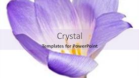  Presentation with lilac flower - Slide set enhanced with lilac-crocus-flower-isolated background and a light blue colored foreground