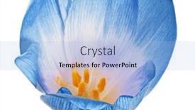  Presentation with lilac flower - 