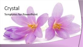  Presentation with white easter lily flowers - Theme enhanced with lilac crocus flowers isolated background and a white colored foreground