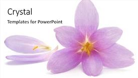  Presentation with white easter lily flowers - Audience pleasing PPT theme consisting of lilac crocus flowers isolated backdrop and a white colored foreground