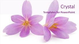  Presentation with white flowers - PPT layouts featuring lilac crocus flowers isolated background and a pink colored foreground