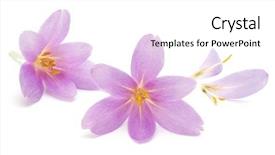  Presentation with white easter lily flowers - Colorful PPT theme enhanced with lilac crocus flowers isolated backdrop and a white colored foreground
