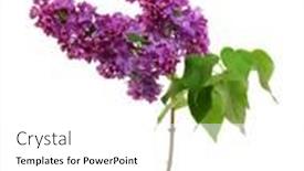  Presentation with lilac flower - Slide set enhanced with lilac-flower-isolated-on-white background and a white colored foreground