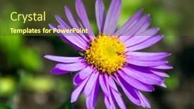 Presentation with lilac flower - Presentation theme with lilac-flower-of-alpine-aster background and a tawny brown colored foreground