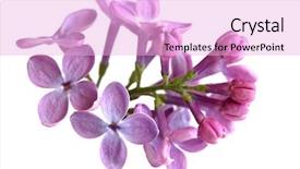  Presentation with lilac flower - Audience pleasing PPT theme consisting of lilac flower on small branch backdrop and a lavender colored foreground