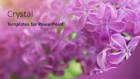  Presentation with lilac flower - Amazing presentation theme having lilac flower texture nature composition backdrop and a coral colored foreground