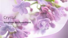  Presentation with flower beautiful lilac border - Colorful presentation design enhanced with lilac-flowers-art-design-soft backdrop and a lemonade colored foreground