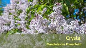  Presentation with flowers - Slide deck enhanced with lilac flowers blossom flowers close background and a tawny brown colored foreground
