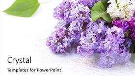  Presentation with lilac flower - Presentation theme enhanced with lilac flowers bunch over white background and a white colored foreground
