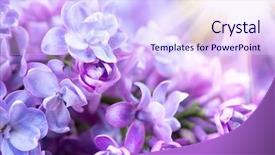  Presentation with flower watercolor - Audience pleasing PPT theme consisting of lilac flowers bunch violet art backdrop and a sky blue colored foreground