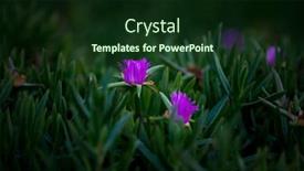  Presentation with succulent - PPT theme enhanced with lilac-flowers-carpobrotus-with-succulent background and a forest green colored foreground