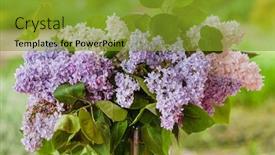  Presentation with flowers vase - Cool new slides with lilac-flowers-in-the-vase backdrop and a gold colored foreground