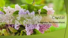  Presentation with flowers vase - Beautiful theme featuring lilac-flowers-in-the-vase backdrop and a yellow colored foreground