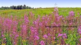  Presentation with field - Slides with lilac-flowers-on-field background and a coral colored foreground