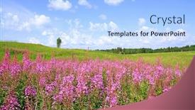  Presentation with field - Beautiful presentation theme featuring lilac-flowers-on-field backdrop and a light blue colored foreground