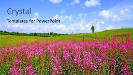  Presentation with field - PPT theme with lilac-flowers-on-field background and a light blue colored foreground