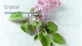  Presentation with marble - Colorful presentation design enhanced with lilac-flowers-on-marble-background backdrop and a sky blue colored foreground