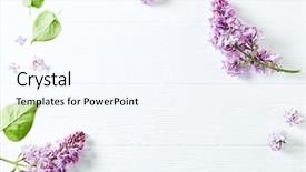  Presentation with white flowers - PPT theme having lilac flowers on white painted background and a sky blue colored foreground