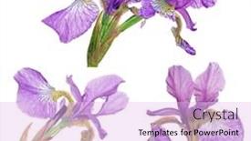  Presentation with iris - Cool new presentation theme with lilac iris flowers isolated on white background backdrop and a lavender colored foreground