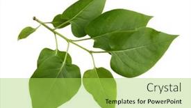  Presentation with branch - Amazing slide set having lilac-leaf-on-branch-isolated backdrop and a yellow colored foreground